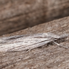 Phryganeutis cinerea at Melba, ACT - 4 Apr 2021 09:03 PM