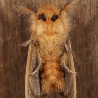 Euproctis edwardsii (Mistletoe Browntail Moth) at Melba, ACT - 5 Apr 2021 by kasiaaus