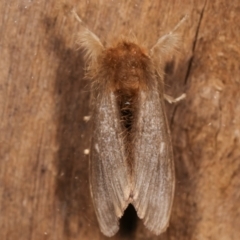 Euproctis edwardsii at Melba, ACT - 5 Apr 2021