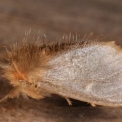 Euproctis edwardsii at Melba, ACT - 5 Apr 2021