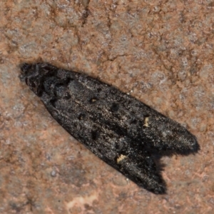 Bondia nigella at Melba, ACT - 5 Apr 2021 06:54 PM