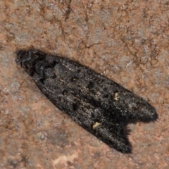 Bondia nigella (A Fruitworm moth (Family Carposinidae)) at Melba, ACT - 5 Apr 2021 by Bron
