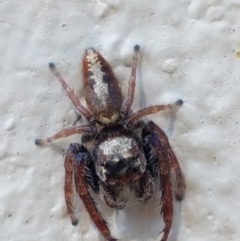 Opisthoncus grassator (Jumping spider) at Braidwood, NSW - 9 Apr 2021 by trevorpreston