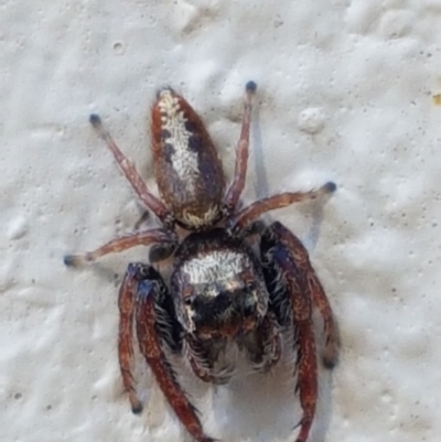 Opisthoncus grassator (Jumping spider) at Braidwood, NSW - 9 Apr 2021 by trevorpreston