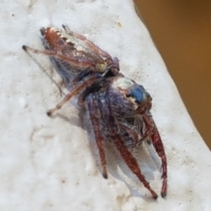 Opisthoncus grassator at Braidwood, NSW - 9 Apr 2021