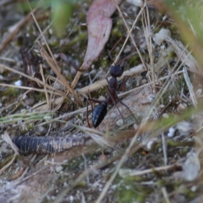 Myrmecia sp. (genus) (Bull ant or Jack Jumper) at West Wodonga, VIC - 25 Nov 2020 by Kyliegw