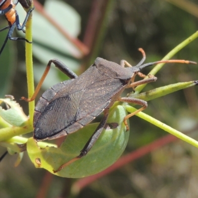 Amorbus sp. (genus) (Eucalyptus Tip bug) at Point Hut to Tharwa - 22 Feb 2021 by michaelb