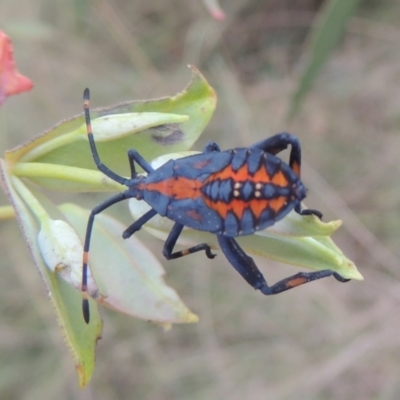 Amorbus sp. (genus) (Eucalyptus Tip bug) at Point Hut to Tharwa - 22 Feb 2021 by michaelb