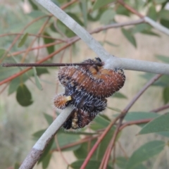 Perginae sp. (subfamily) (Unidentified pergine sawfly) at Paddys River, ACT - 22 Feb 2021 by michaelb