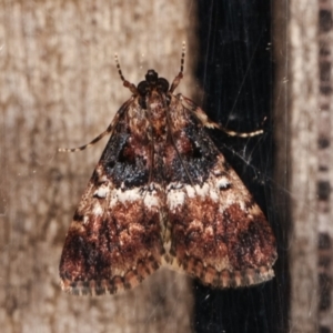 Orthaga thyrisalis at Melba, ACT - 1 Apr 2021