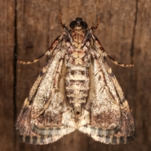 Orthaga thyrisalis at Melba, ACT - 1 Apr 2021 11:31 PM