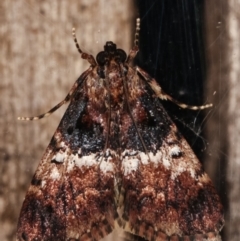 Orthaga thyrisalis at Melba, ACT - 1 Apr 2021 11:31 PM