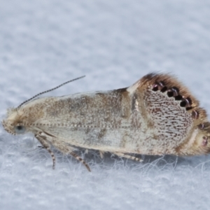 Eupselia melanostrepta at Melba, ACT - 1 Apr 2021