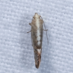 Eupselia melanostrepta at Melba, ACT - 1 Apr 2021