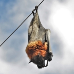 Pteropus poliocephalus (Grey-headed Flying-fox) at Tharwa, ACT - 9 Apr 2021 by JohnBundock