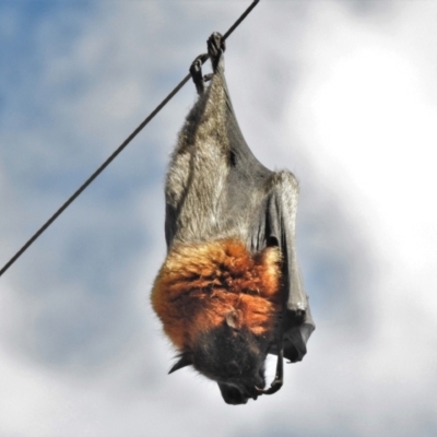 Pteropus poliocephalus (Grey-headed Flying-fox) at Tharwa, ACT - 9 Apr 2021 by JohnBundock