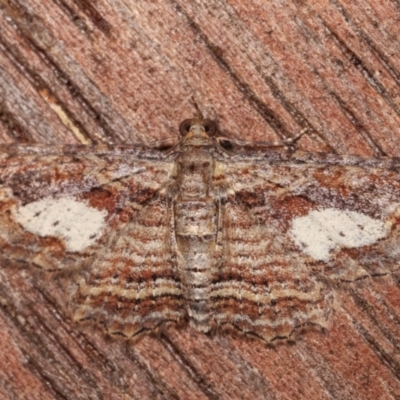 Chloroclystis filata (Filata Moth, Australian Pug Moth) at Melba, ACT - 1 Apr 2021 by kasiaaus