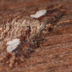 Chloroclystis filata at Melba, ACT - 1 Apr 2021 11:34 PM