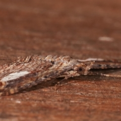 Chloroclystis filata at Melba, ACT - 1 Apr 2021 11:34 PM