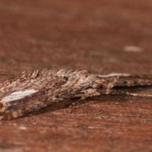 Chloroclystis filata at Melba, ACT - 1 Apr 2021