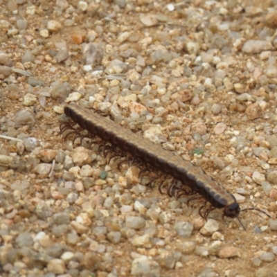 Diplopoda (class) (Unidentified millipede) at Fyshwick, ACT - 7 Apr 2021 by SandraH