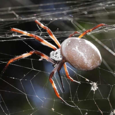 Trichonephila edulis (Golden orb weaver) at Downer, ACT - 9 Apr 2021 by TimL