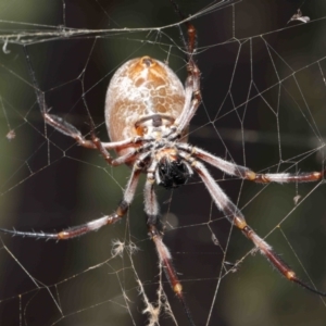 Trichonephila edulis at Downer, ACT - 9 Apr 2021