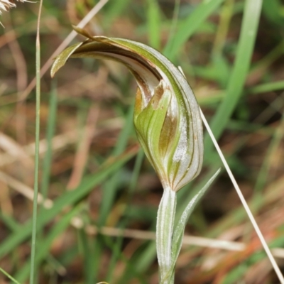 Diplodium ampliatum (Large Autumn Greenhood) at Acton, ACT - 9 Apr 2021 by TimL