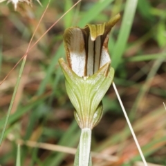 Diplodium ampliatum at Acton, ACT - 9 Apr 2021