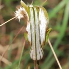 Diplodium ampliatum at Acton, ACT - 9 Apr 2021