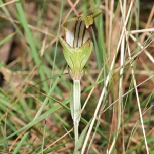 Diplodium ampliatum at Acton, ACT - 9 Apr 2021