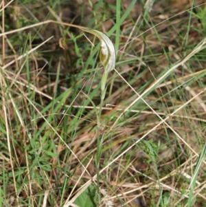 Diplodium ampliatum at Acton, ACT - 9 Apr 2021