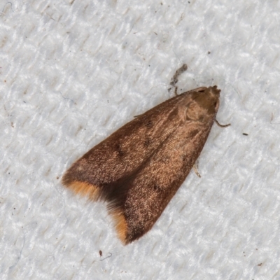 Tachystola acroxantha (A Concealer moth) at Melba, ACT - 10 Mar 2021 by Bron