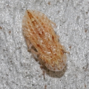 Ledromorpha planirostris at Acton, ACT - 6 Apr 2021