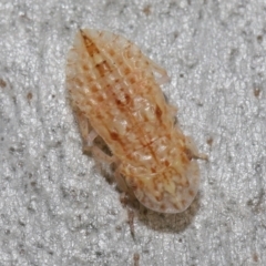 Unidentified Leafhopper & planthopper (Hemiptera, several families) (TBC) at Acton, ACT - 6 Apr 2021 by TimL