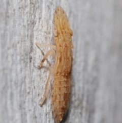 Ledromorpha planirostris at Acton, ACT - 6 Apr 2021