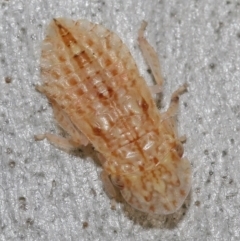 Ledromorpha planirostris at Acton, ACT - 6 Apr 2021