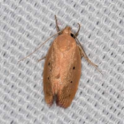 Acanthodela protophaes (A Concealer moth) at Melba, ACT - 10 Mar 2021 by Bron