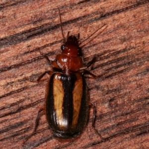 Philophlaeus sp. (genus) at Melba, ACT - 2 Apr 2021 11:52 PM