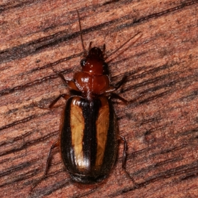 Philophlaeus sp. (genus) (Bark carab beetle) at Melba, ACT - 2 Apr 2021 by kasiaaus