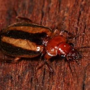 Philophlaeus sp. (genus) at Melba, ACT - 2 Apr 2021