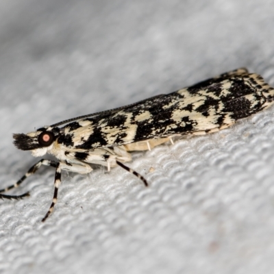 Scoparia exhibitalis (A Crambid moth) at Melba, ACT - 10 Mar 2021 by Bron