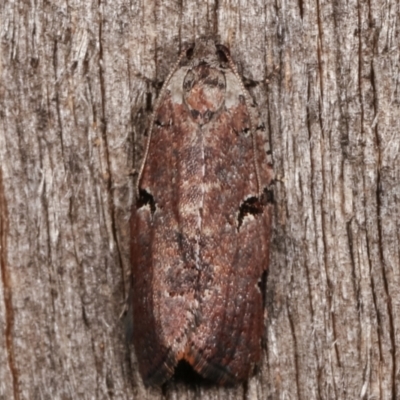 Meritastis pyrosemana (A Tortricid moth) at Melba, ACT - 3 Apr 2021 by kasiaaus