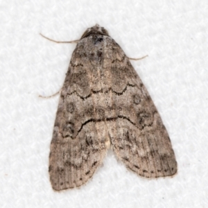 Calathusa sp nr dispila at Melba, ACT - 10 Mar 2021 01:51 PM