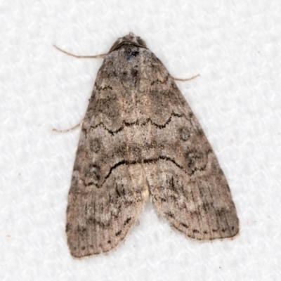 Calathusa sp nr dispila at Melba, ACT - 10 Mar 2021 by Bron