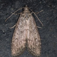 Heteromicta pachytera (Galleriinae subfamily moth) at Melba, ACT - 10 Mar 2021 by Bron