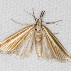 Hednota species near grammellus (Pyralid or snout moth) at Melba, ACT - 10 Mar 2021 by Bron