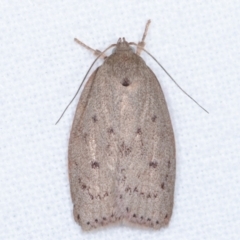 Heliocausta undescribed species (A Concealer moth (Wingia group)) at Melba, ACT - 3 Apr 2021 by kasiaaus