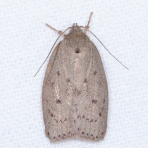 Heliocausta undescribed species at Melba, ACT - 3 Apr 2021 08:42 PM