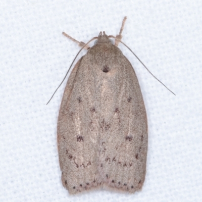 Heliocausta undescribed species (A Concealer moth (Wingia group)) at Melba, ACT - 3 Apr 2021 by kasiaaus